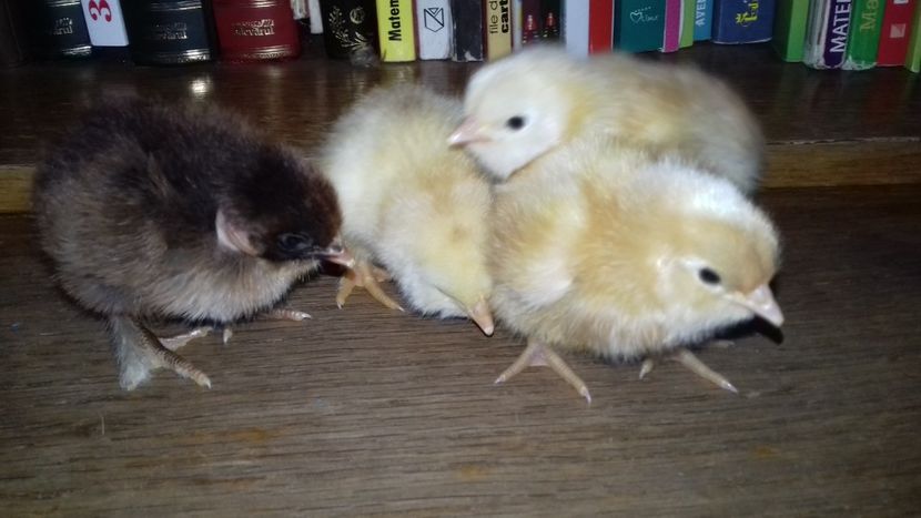 a 3a serie - Pui 2019