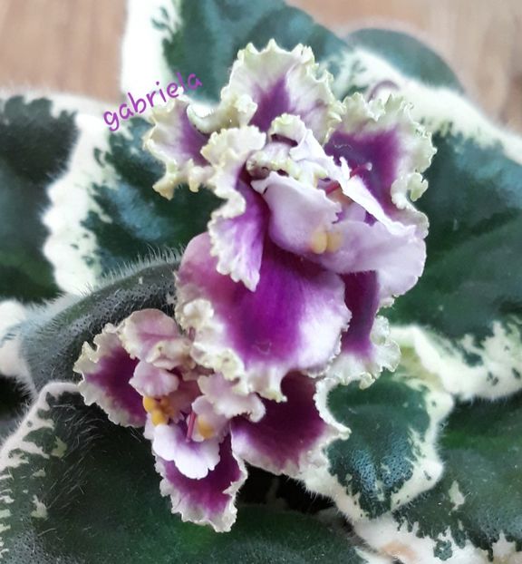  - Spring Dancer Sport