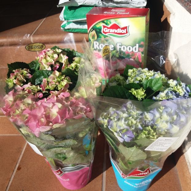Hortensii Lidl - b Comenzi plante copaci 2018 2019