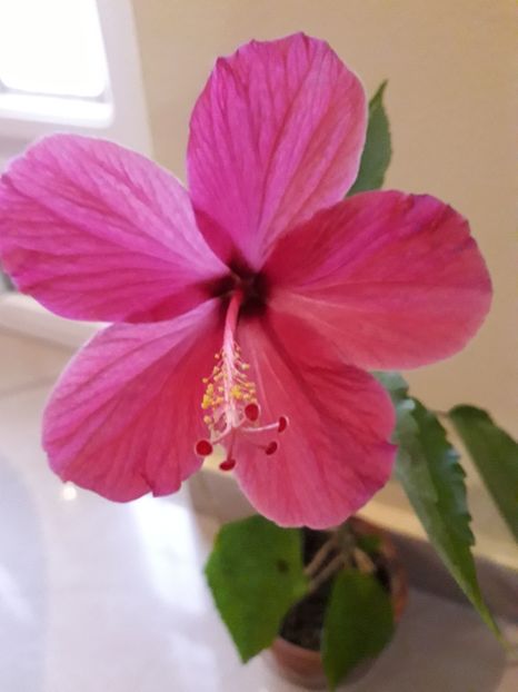  - Hibiscus ciclam simplu