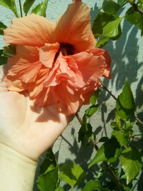  - Hibiscus portocaliu