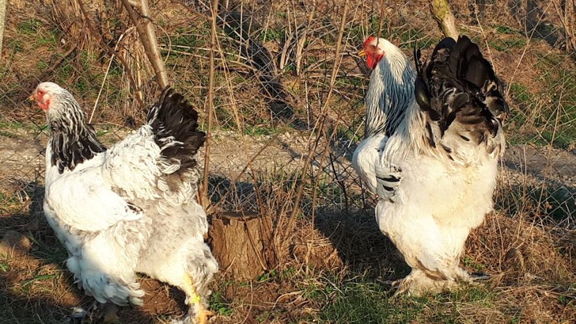  - Brahma herminat deschis 2019