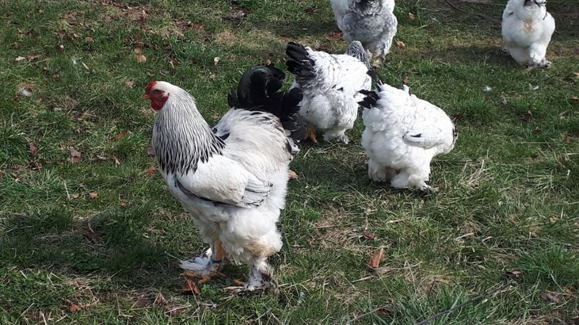  - Brahma herminat deschis 2019