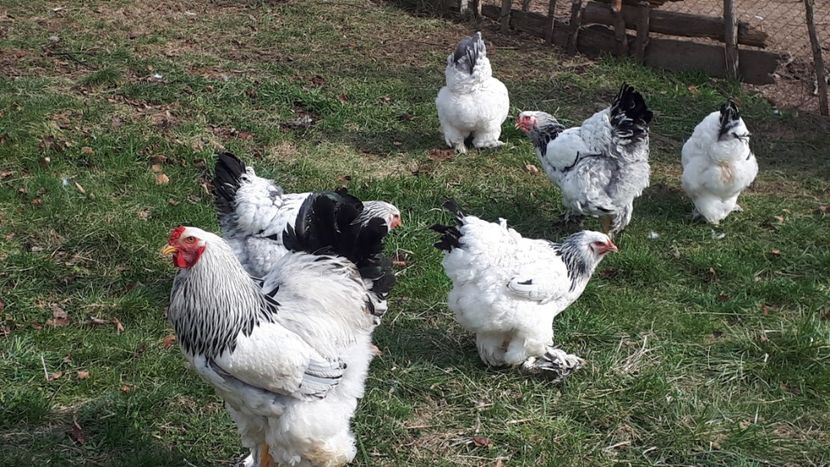  - Brahma herminat deschis 2019