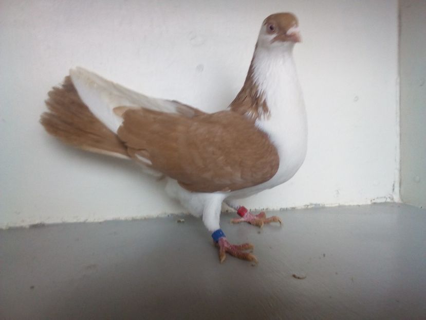  - PORUMBEI CARE MI AU APARTINUT