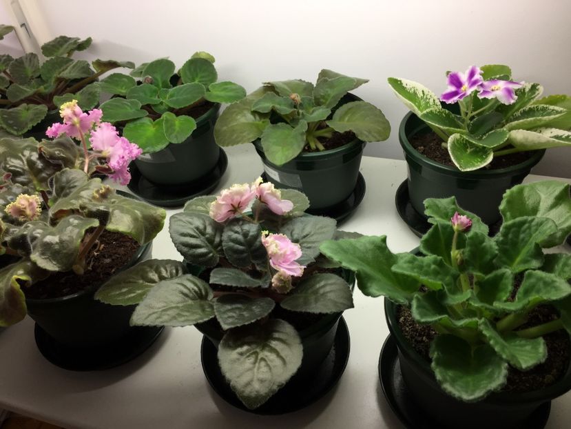 33189097-F280-4EDC-A5AC-7E5766E92192 - VIOLETE AFRICANE