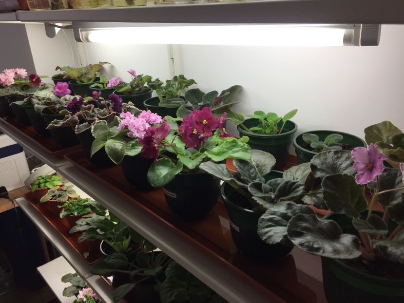 33E0AFF9-99F5-40A5-8ED2-9B41488F8580 - VIOLETE AFRICANE