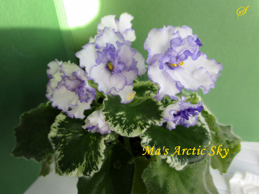 Ma s Arctic Sky(19-0302019) - Violete 2019