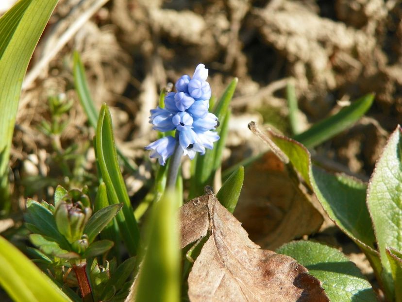 muscari - z-Dobarland 2019