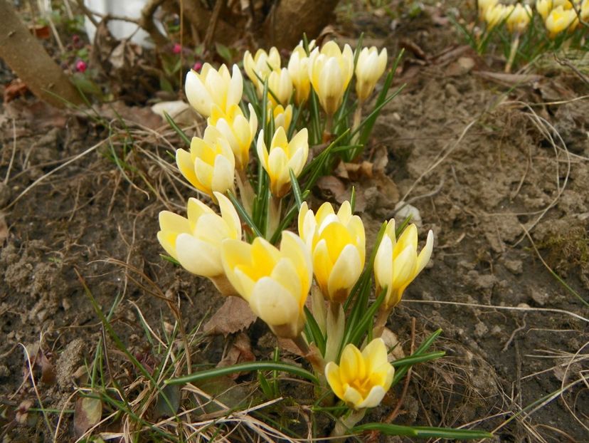 crocus Cream Beauty - Primavara 2019