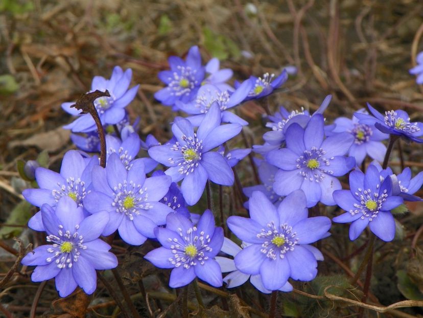 18 mart 002 - Primavara 2019