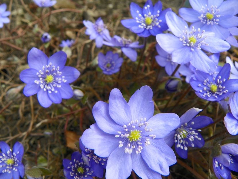 18 mart 004 - Primavara 2019