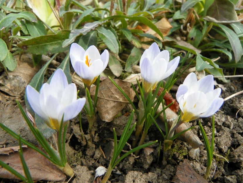 crocus Blue Pearl - Primavara 2019