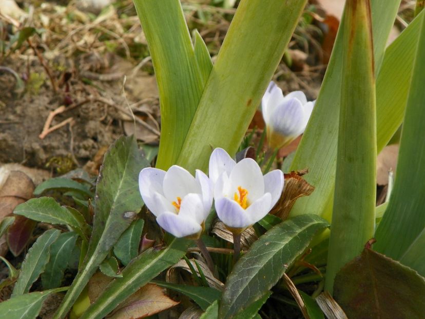 18 mart 006 - Primavara 2019