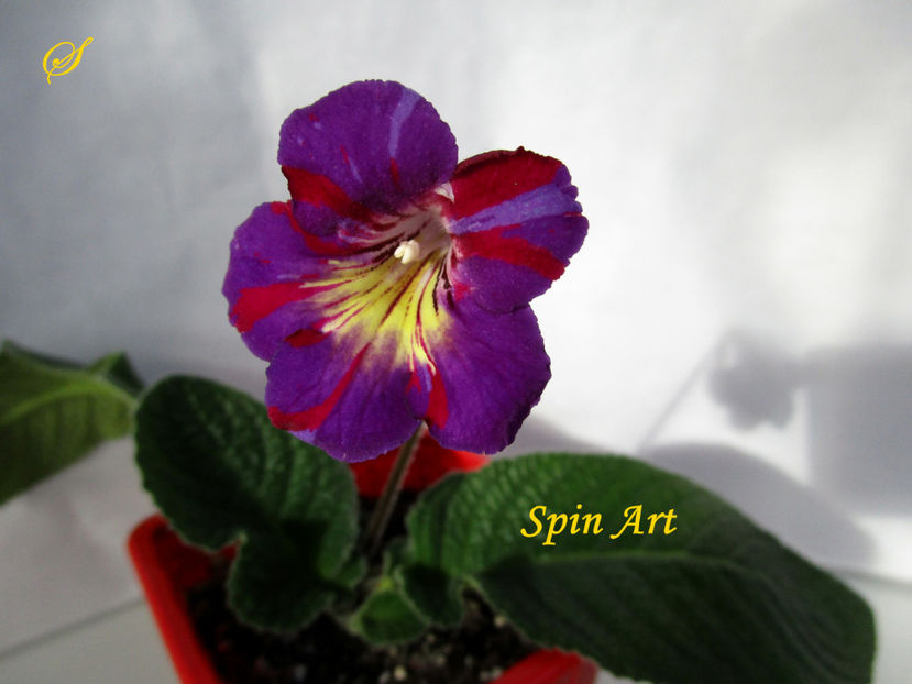 Spin Art(19-03-2019) - Streptocarpusi 2019