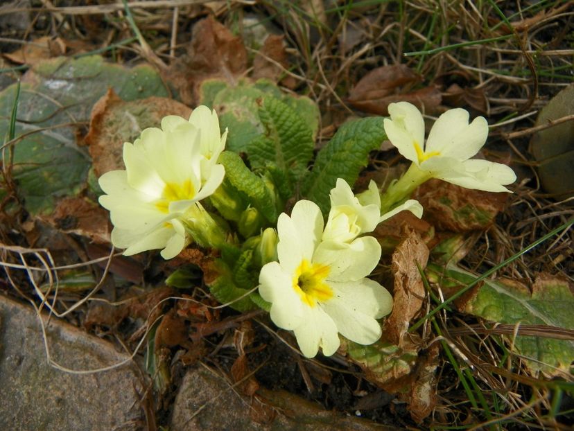 primula vulgaris - Primavara 2019