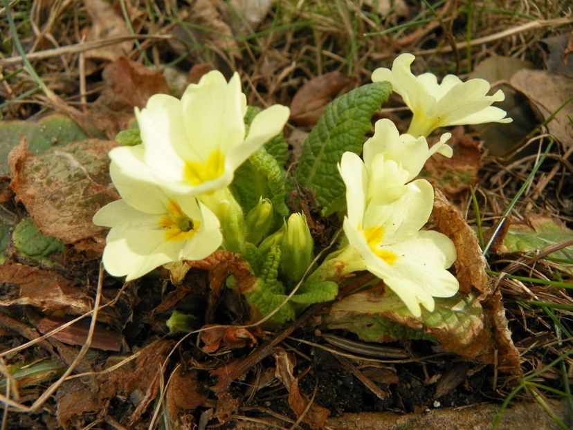 primula vulgaris - Primavara 2019