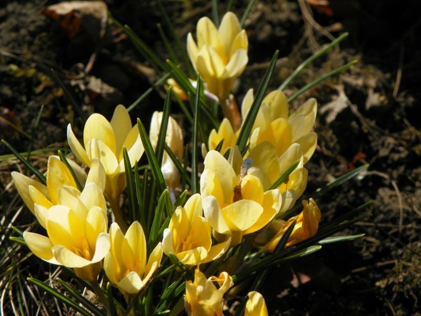 crocus Cream Beauty - Primavara 2019