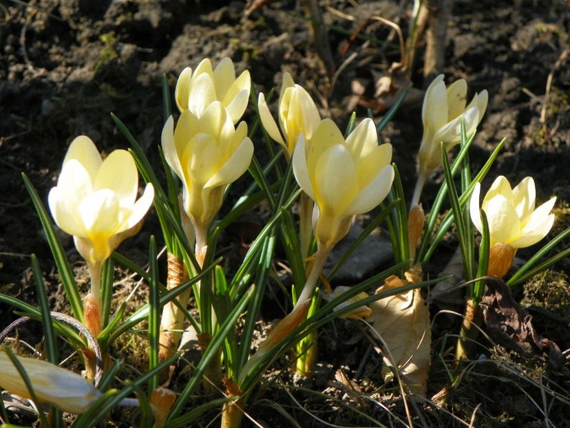 crocus Cream Beauty - Primavara 2019
