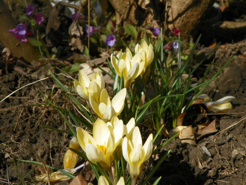 18 mart 023 - Primavara 2019