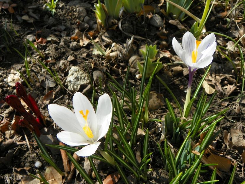 18 mart 033 - Primavara 2019