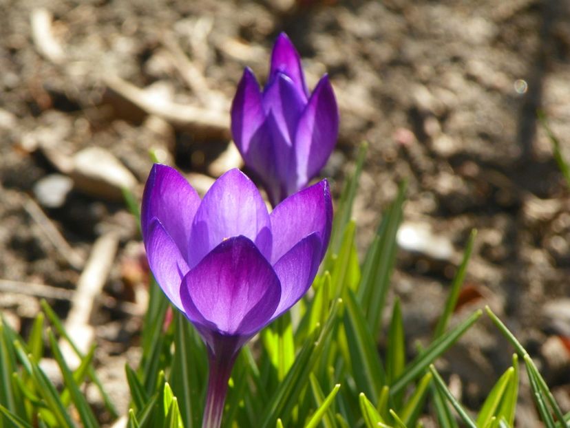 18 mart 034 - Primavara 2019