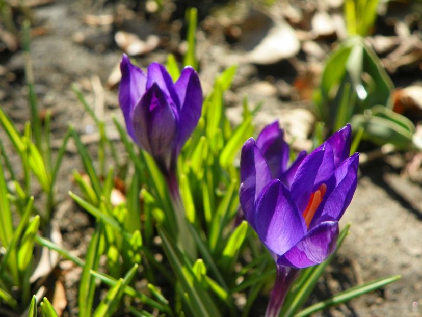 18 mart 035 - Primavara 2019