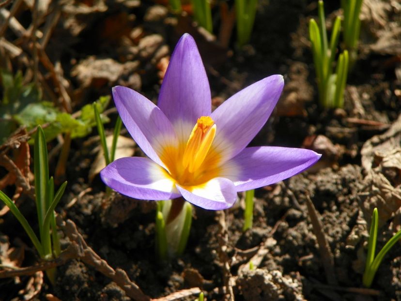 18 mart 037 - Primavara 2019