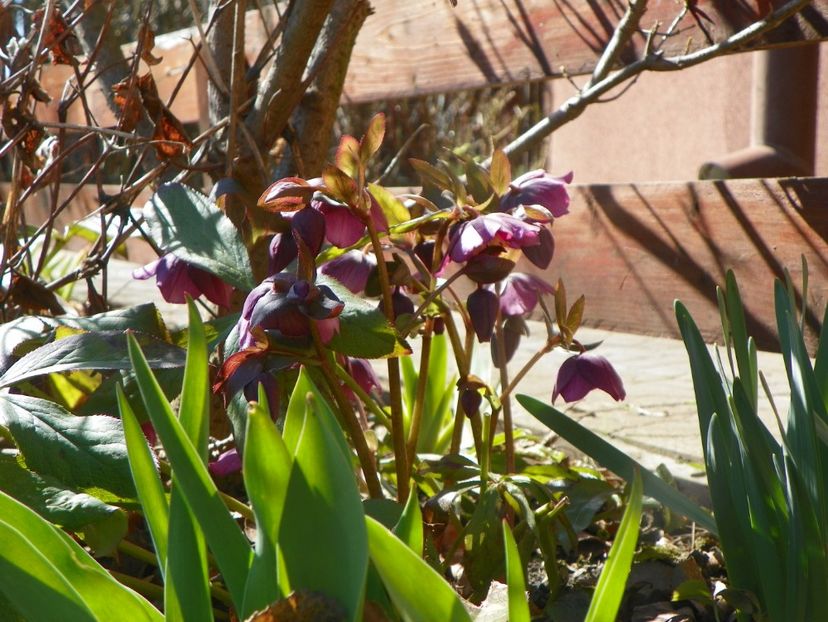 18 mart 038 - Primavara 2019