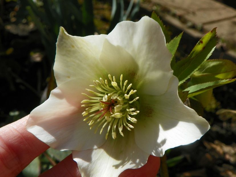 18 mart 039 - Primavara 2019