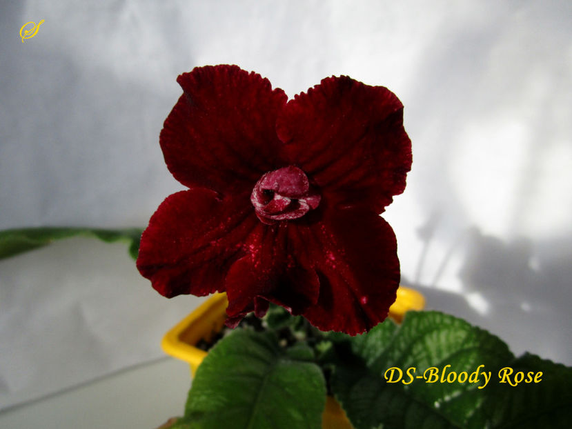 DS-Bloody Rose(19-03-2019) - Streptocarpusi 2019
