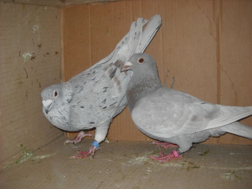  - UNDEVA IN SUCEAVA arhiva