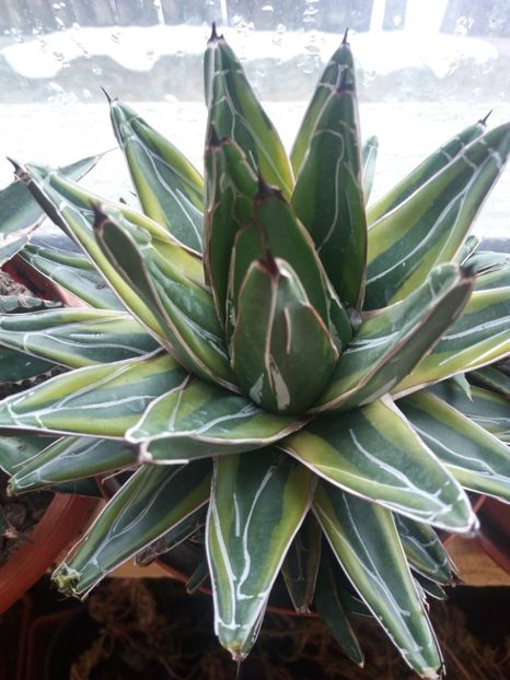  - AGAVE NOU SOSITE DE LA SUCCULENT GARDEN