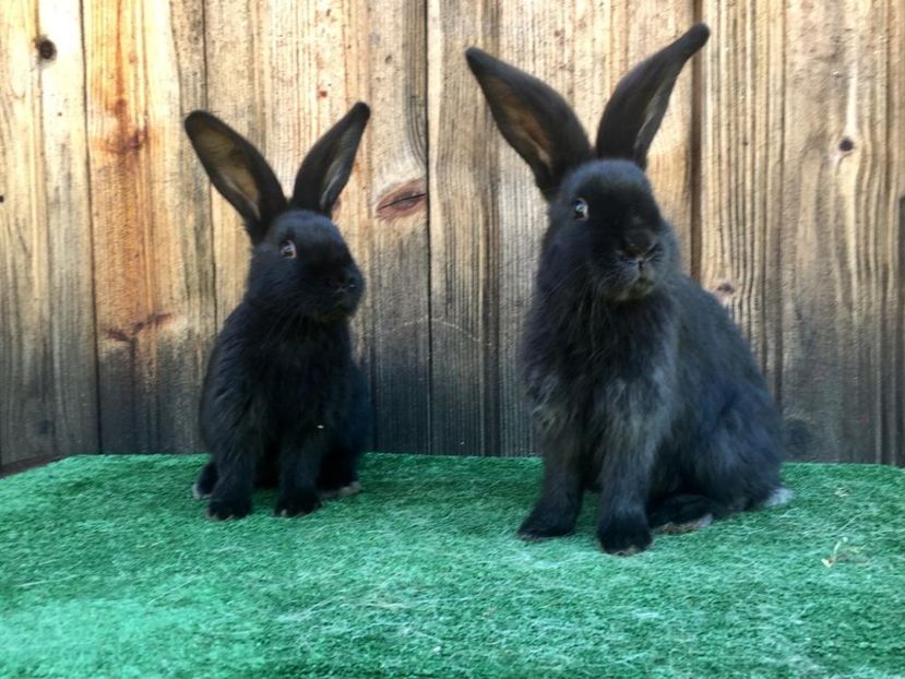 IMG-20190317-WA0047 - Tineret MASCULI FLUTURE la pezte 2 luni