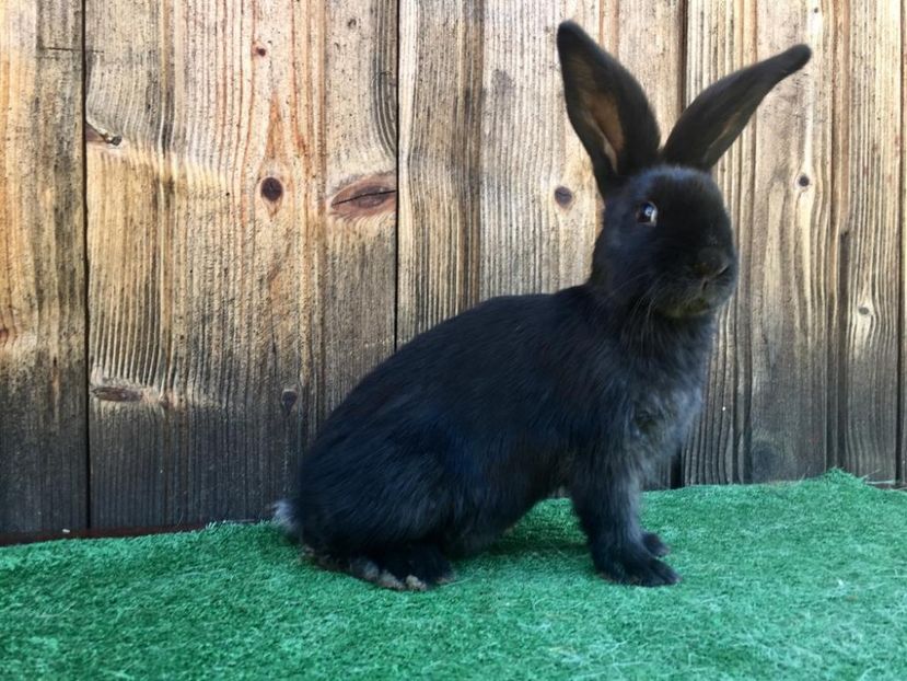 IMG-20190317-WA0044 - Tineret MASCULI FLUTURE la pezte 2 luni