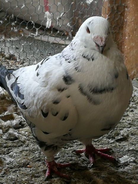 F 2015 - 2-AMERICAN GIANT HOMER