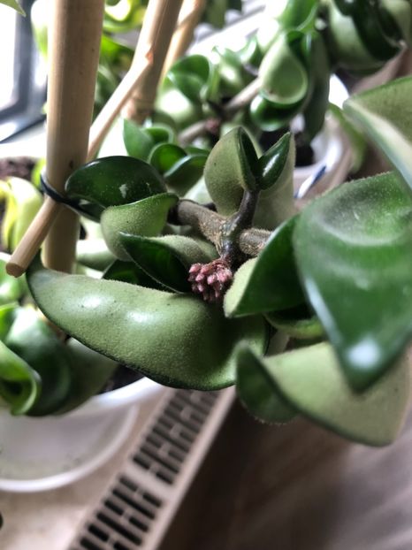 Boboci Compacta Hindu Rope - HOYA