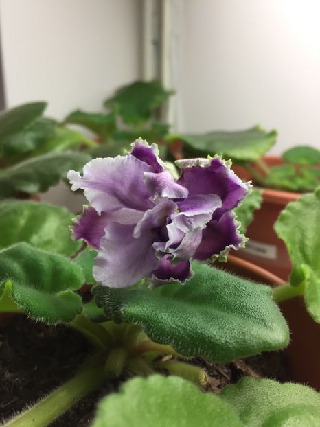 76BBCC7F-5DB4-4195-8622-41708CEA8351 - Louisiana Lullaby