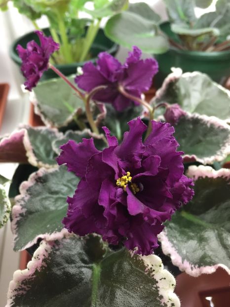 96CA8B1A-FCE3-4840-A2A5-E86CD24C625F - EK-Moulin Rouge