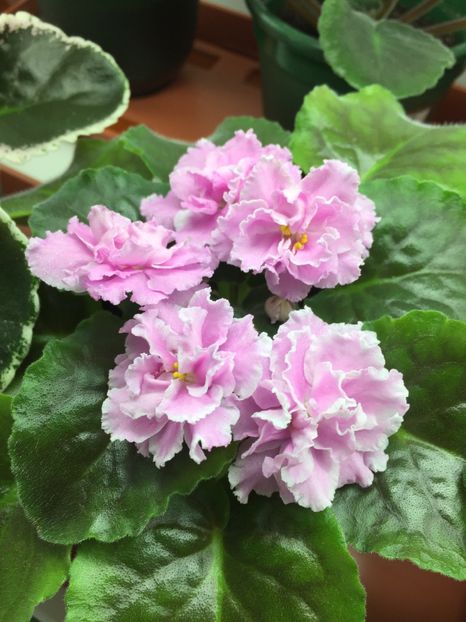 B22679B3-3745-4A5E-9E1F-A6E6E404F37B - Rozovaja Pantera