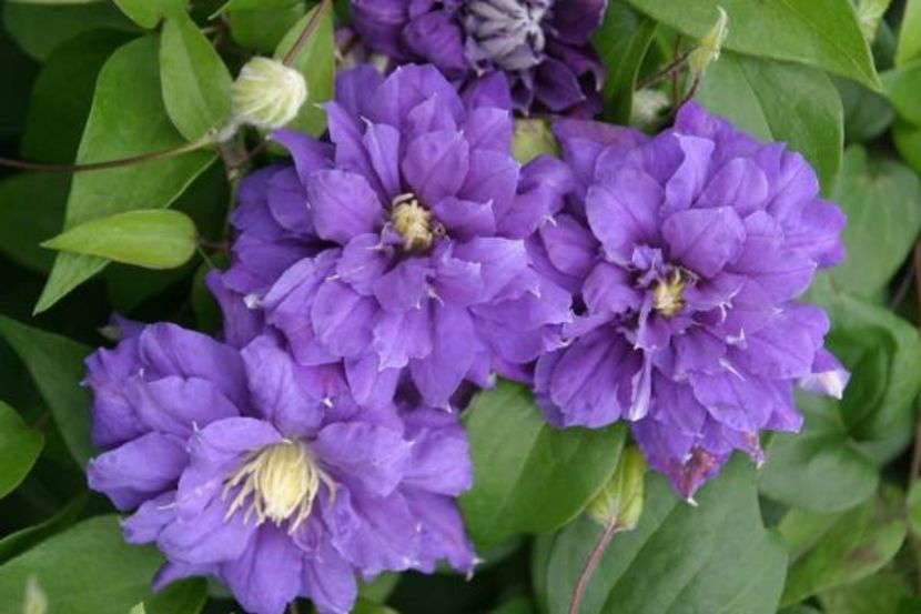 Kiri Te Kanwa - KIRI TE KANAWA