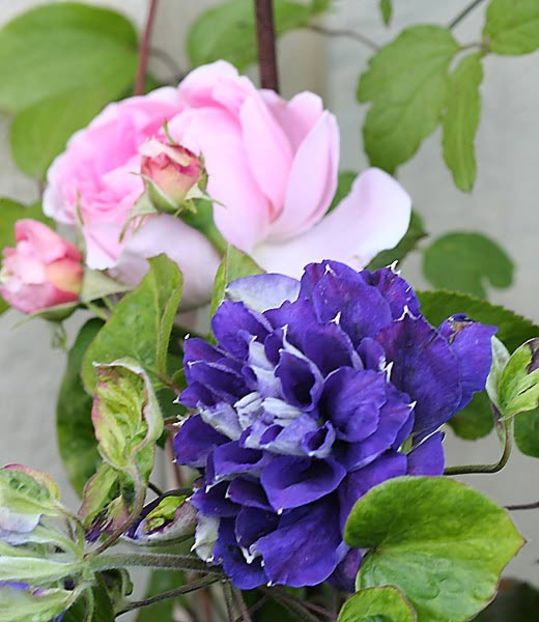  - ALTE FRUMOASE CLEMATITE