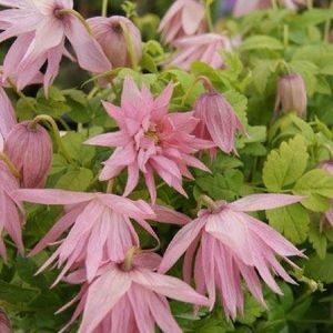 Clematis Country Rose - ALTE FRUMOASE CLEMATITE