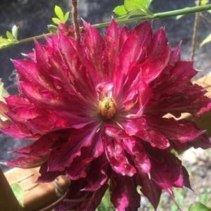 Clematis Kaen - ALTE FRUMOASE CLEMATITE