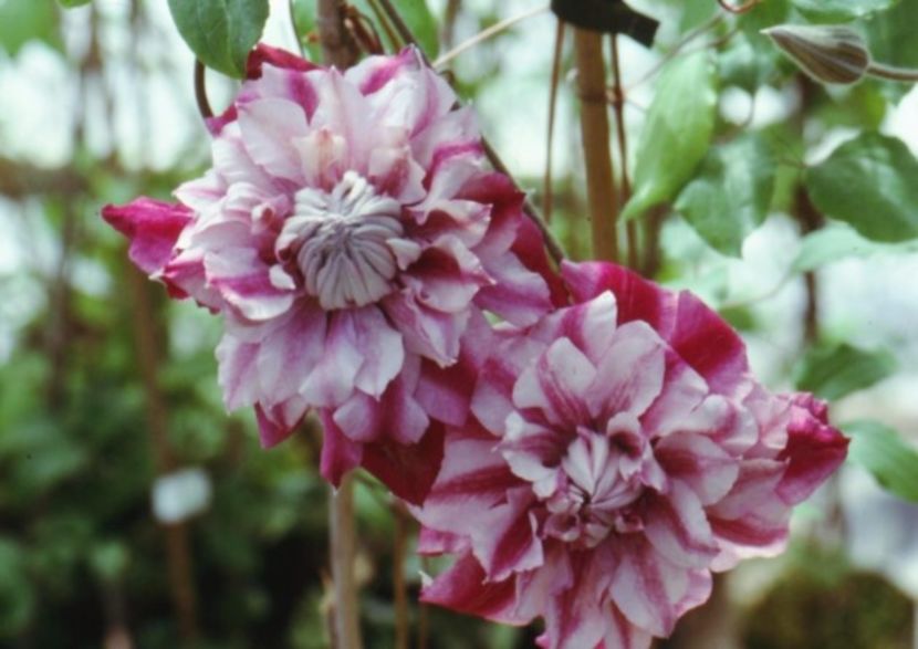 Clematis Patricia Ann Fretwell - ALTE FRUMOASE CLEMATITE