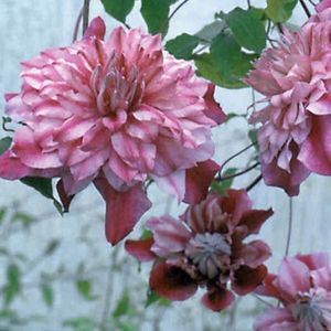 clematis-patricia-ann-fretwell-blooms - ALTE FRUMOASE CLEMATITE