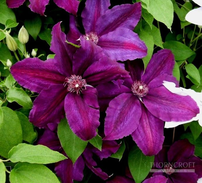 kacperred - ALTE FRUMOASE CLEMATITE