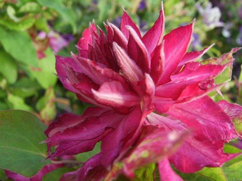 kaen - ALTE FRUMOASE CLEMATITE