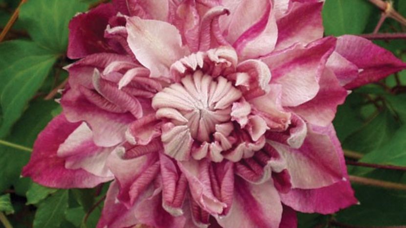 PatriciaAnnFretwellTM_01 - ALTE FRUMOASE CLEMATITE