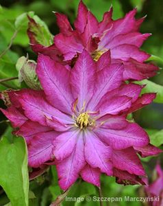 Song Sparrow Farm and Nursery - ALTE FRUMOASE CLEMATITE